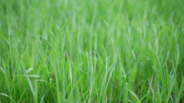 Grönt gräs på suddig bakgrund Grunt djup av fält, mjuk drömmande utseende, Bokeh. Selektiv inriktning — Stockvideo