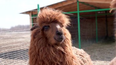 Çiftlikteki sevimli Alpaka Lama.