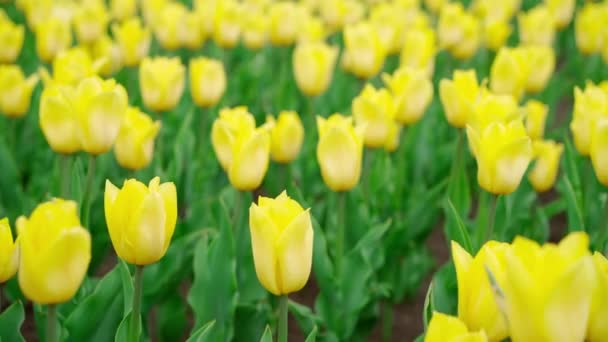 Yellow tulips blooming at beautiful park, many flowers — Stock Video