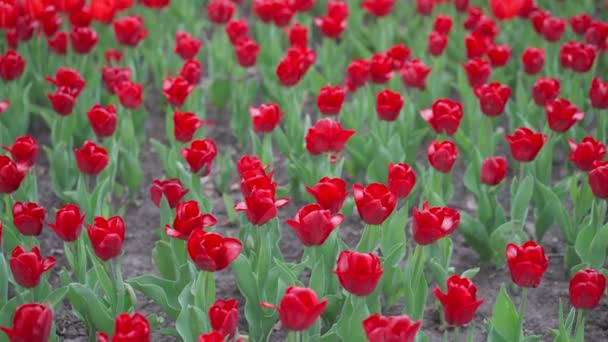 Rote Tulpen blühen im schönen Park, viele Blumen — Stockvideo