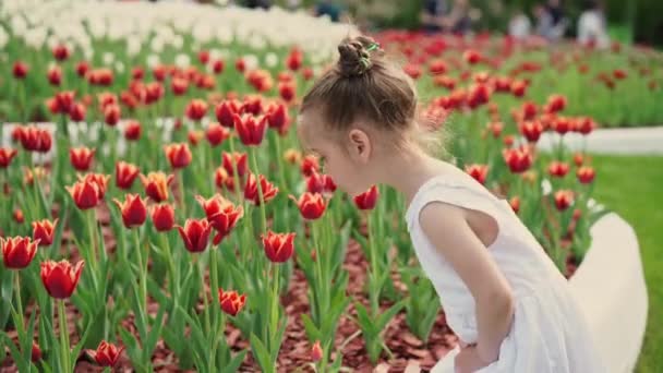 Child Sniffs Smell Red Tulip Flowers Central City Park — Stock Video