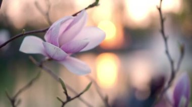 Pembe manolya çiçeği. Manolya lale ağaçları için güzel bahar çiçekleri pembe çiçekler.