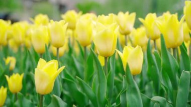 Güzel parkta açan sarı laleler, bir sürü çiçek.