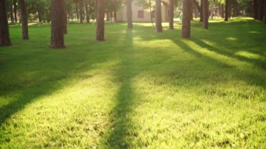 Güneş ışığı parkı Ukrayna Kharkov Gorky Parkı yeşil çimenli, büyük çam ağaçları ve gün batımında yürüyüş parkı. 