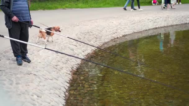 Fisherman try to catch Sturgeon fish under water artificial pond for fishing with stone bed Dog Beagle walking park pathway with owner — Stock Video