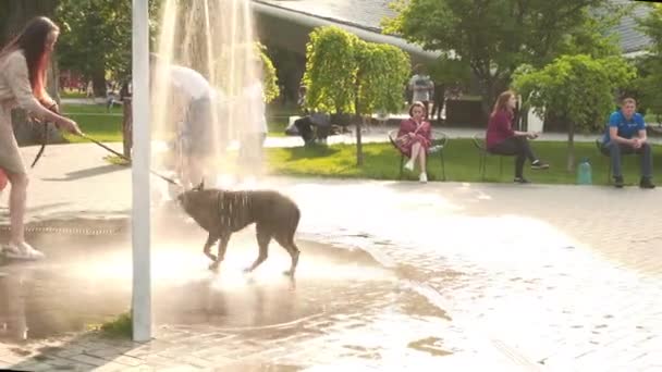 Ukraine, Kharkov May 2021 Sargin Yar Dog escapes from the heat bathes in a fountain with female owner People walking around Weekend activities summer city park — Stock Video