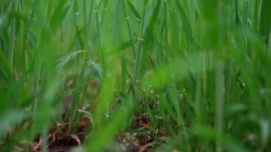 Yeşil Çimen Bulanık Arkaplanda Sığ Alan Derinliği Yumuşak Rüya Bakışı, Bokeh. Seçici Odaklanma 