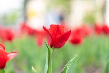 Kırmızı lale çiçekleri arka planda bahar mevsimi çiçekleri