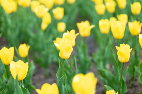 Gele Bloemen Achtergrond Outdoor Voorjaarsseizoen Bloemen Selectieve Focus — Stockfoto