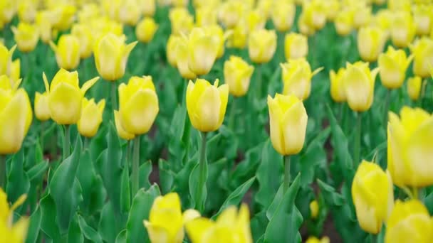 Κίτρινες τουλίπες ανθίζουν στο όμορφο πάρκο, πολλά λουλούδια — Αρχείο Βίντεο