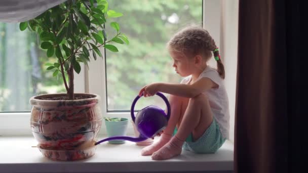 Küçük Kız Çiçek Sulama Ficus Pencere Pervazı — Stok video