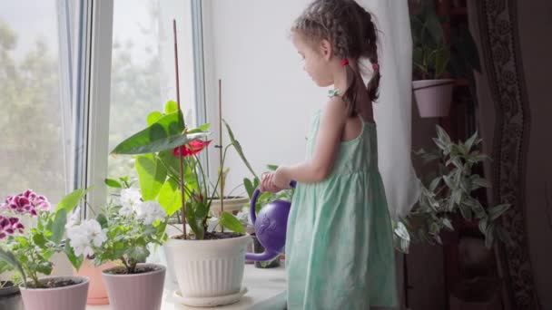 Маленька дівчинка поливати будинок рослина Ficus вікна вікна — стокове відео