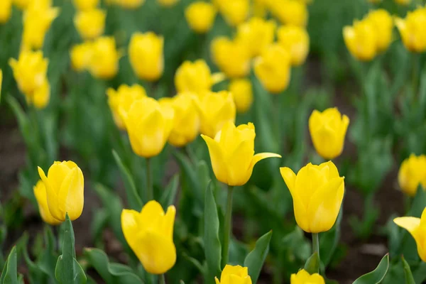 Цветы Желтого Цвета Открытым Небом — стоковое фото
