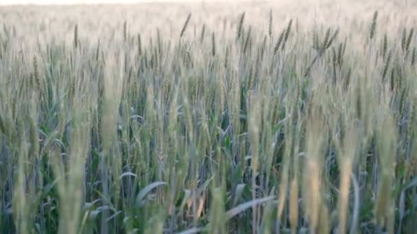 Zelené pšenice pole Zemědělské pozadí — Stock video
