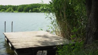 Ördek ailesi yaz günü göl kıyısında yüzüyor.