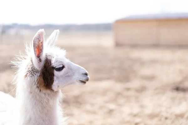 Niedliches Tierisches Alpaka Lama Auf Bauernhof Freien Mit Lustigen Zähnen — Stockfoto