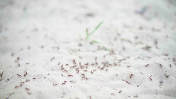 Migração de formigas de grande colônia em insetos do grupo de areia que viajam foco seletivo — Vídeo de Stock
