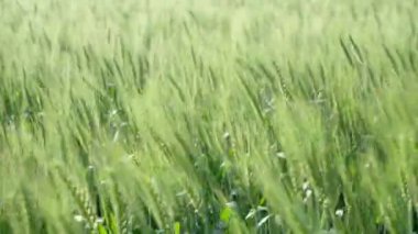 Yeşil Buğday Sahası Tarımsal arkaplan