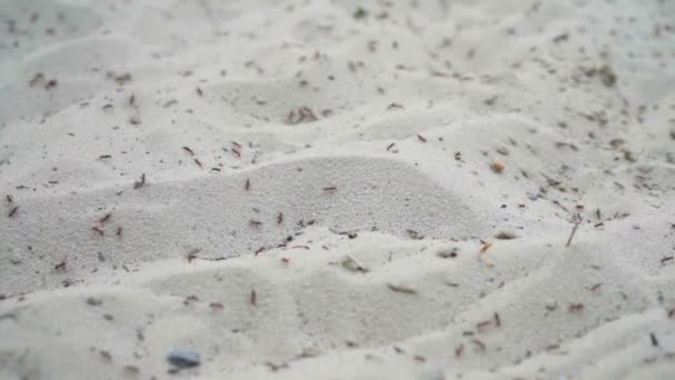 Big Colony Ant Migration On Sand Group Insects Traveling Selective Focus — Stok Video