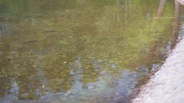 Suyun altındaki mersin balığı taştan yatakla balık tutmak için yapay gölet — Stok video