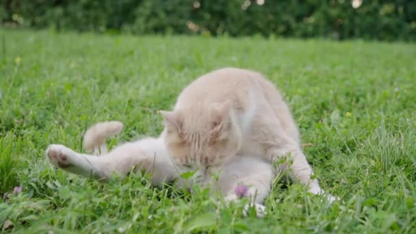 芝生の屋外での赤オレンジ色の国内猫草お座りの楽しみ自分自身をクリック — ストック動画
