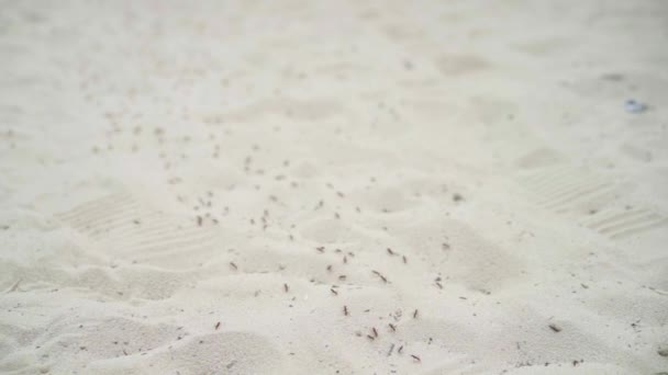 Gran Colonia Migración de Hormigas Sobre Insectos del Grupo de Arena Viajando Enfoque Selectivo — Vídeos de Stock