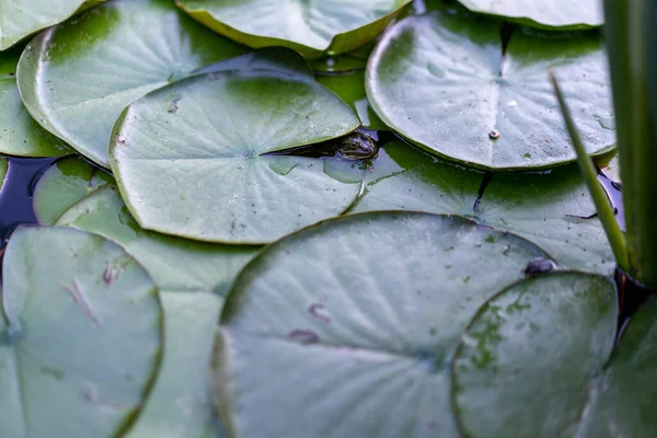 Water Lelie Blad Water Oppervlak Achtergrond Donker Getinte Foto — Stockfoto