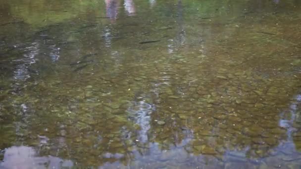 Störfische unter Wasser künstlicher Teich zum Angeln mit Steinbett — Stockvideo