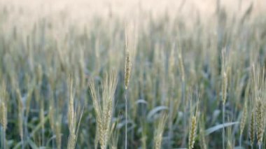 Yeşil Buğday Sahası Tarımsal arkaplan
