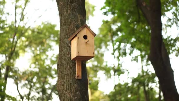 Handheld-Effekt Vogelhaus am Baum Sommer sonniger Tag — Stockvideo