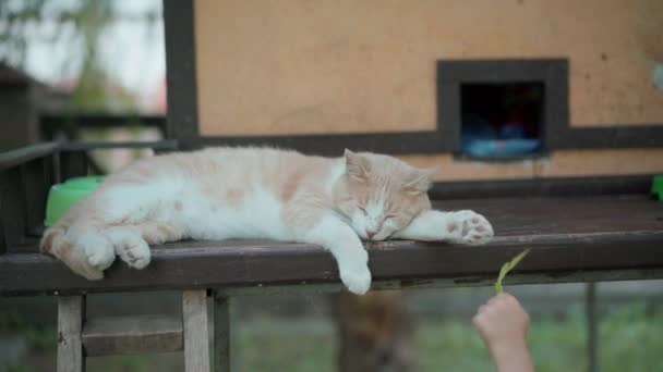 Lille pige leger med kat udendørs sommerdag – Stock-video