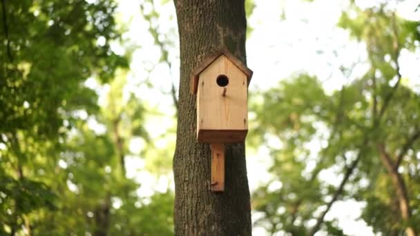 Handhållen Effekt Birdhouse på träd sommar solig dag — Stockvideo