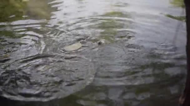 물 이 반투명으로 흐르는 호수에서 먹이를 먹는 물고기. — 비디오
