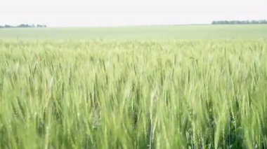 Yeşil Buğday Sahası Tarımsal arkaplan