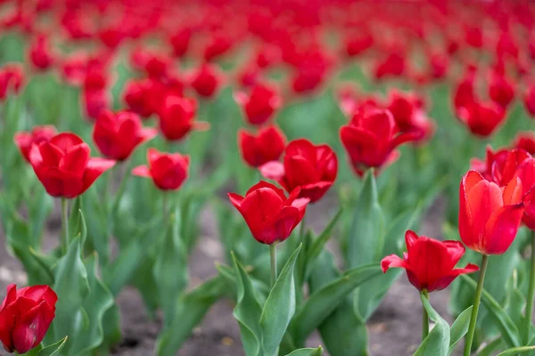 Rode Tulp Bloemen Achtergrond Outdoor Lente Seizoen Bloemen — Stockfoto
