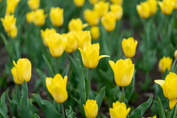 Gele Bloemen Achtergrond Outdoor Voorjaarsseizoen Bloemen Selectieve Focus — Stockfoto