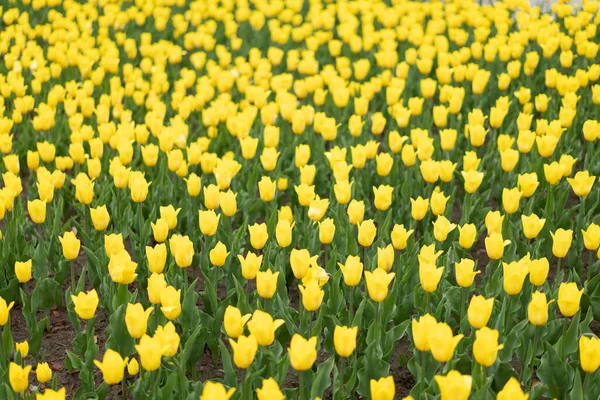 Gele Bloemen Achtergrond Outdoor Voorjaarsseizoen Bloemen Selectieve Focus — Stockfoto