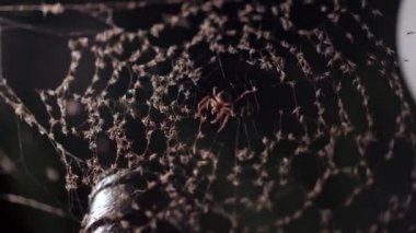 Gece örümcek ağındaki örümcek iyi bir böcek yakalar. 