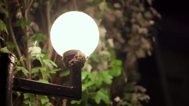 夜半时分，成群的昆虫在街灯下飞来飞去 — 图库视频影像