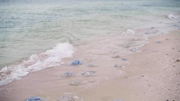 Багато Dead Jellyfish On Sea Beach Shallow Water Cornerot and Aurelia jellyfish на піщаному березі та у воді. — стокове відео