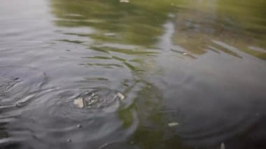 Yarı saydam göl suyunda balıklar çılgınca besleniyor..