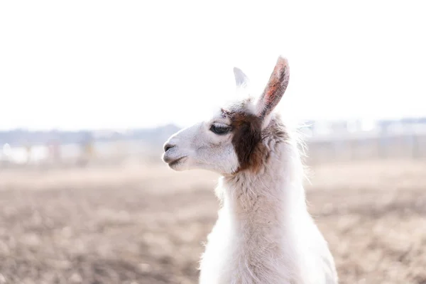 Niedliches Tierisches Alpaka Lama Auf Bauernhof Freien Mit Lustigen Zähnen — Stockfoto