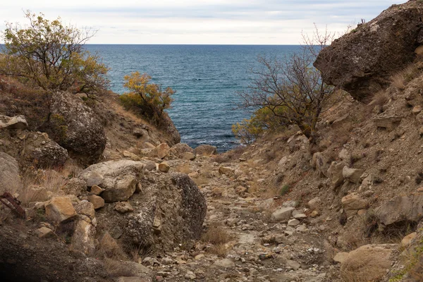 Vista mare o oceano da una scogliera con un albero e un'erba secca — Foto Stock