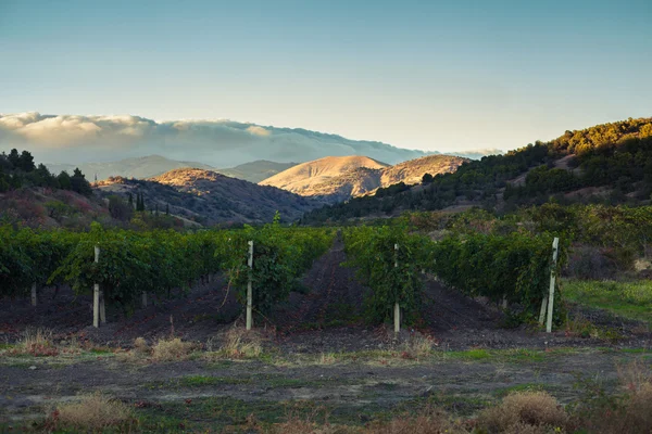 Viñedo al pie de la montaña —  Fotos de Stock