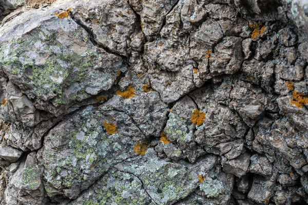 Motif coloré naturel sur une seule pierre avec mousse et champignon w — Photo