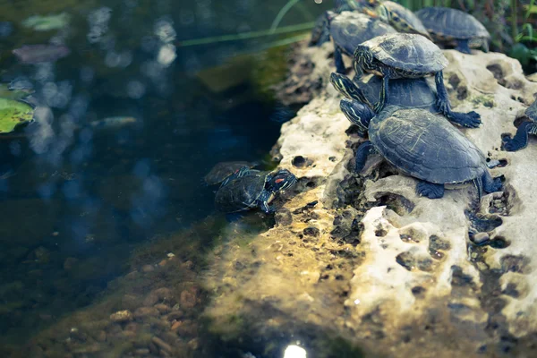 Familie van kleine schildpadden in de stad vijver — Stockfoto