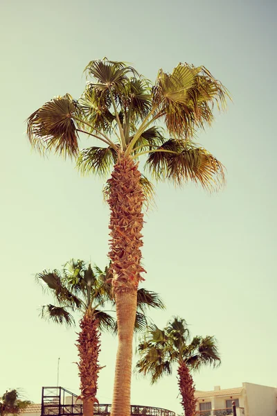 Tři palm stromy proti obloze — Stock fotografie