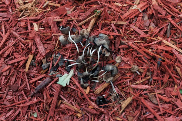 Sawdust texture of red mushrooms — Stock Photo, Image