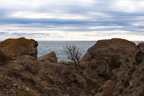 Sea or ocean view from a cliff with a tree and a dry grass — Stock Photo, Image