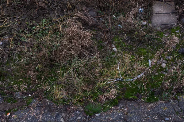 Del av markytan med mossa och gräs — Stockfoto